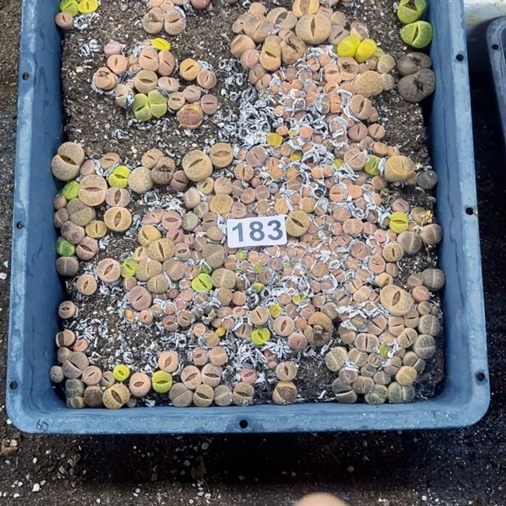 183 生石花一物一图如图