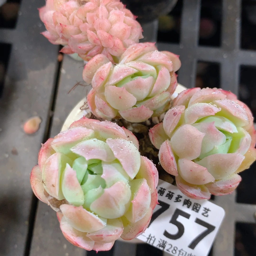 5CM拇指盆精控多肉ZL757