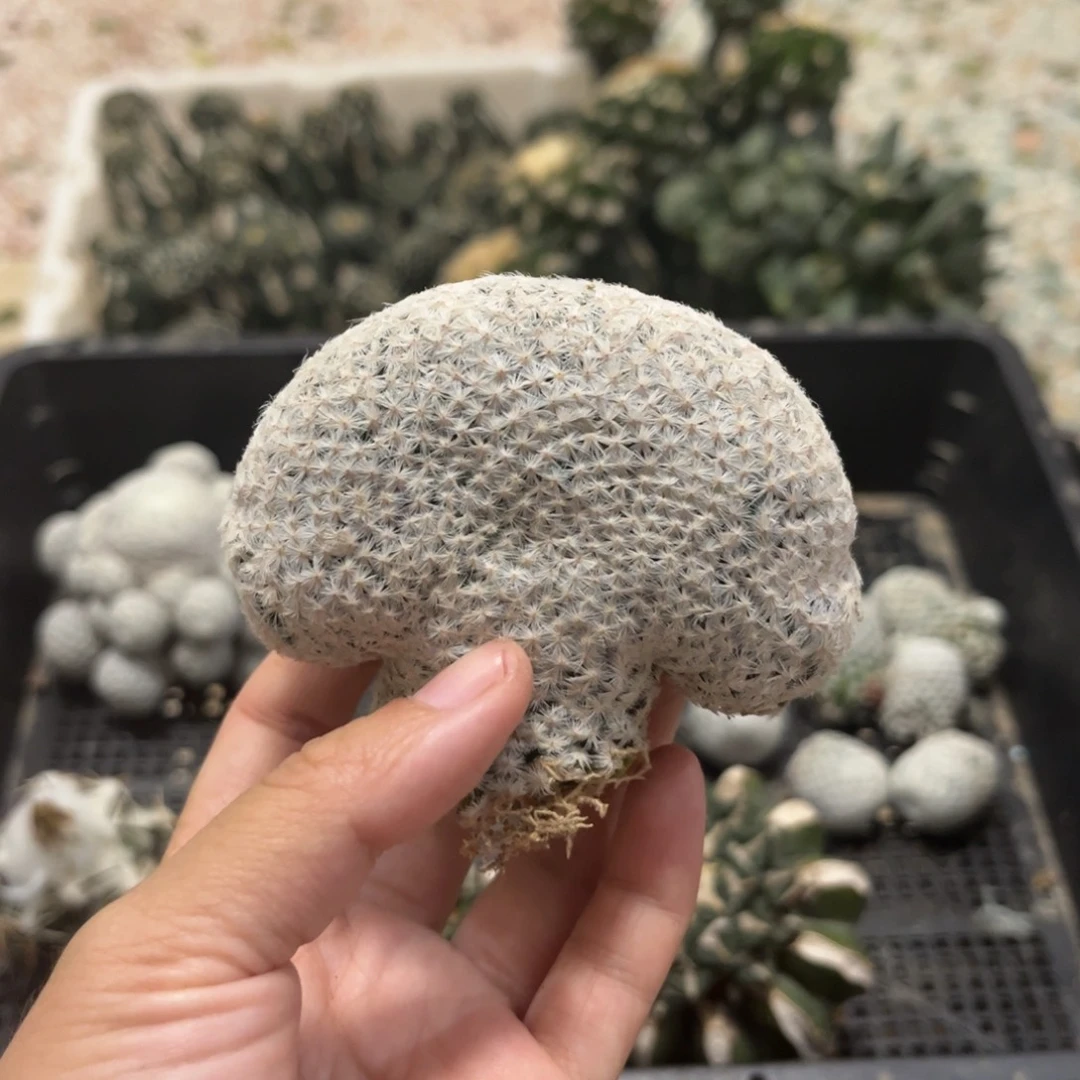 白鸟落地有根仙人球