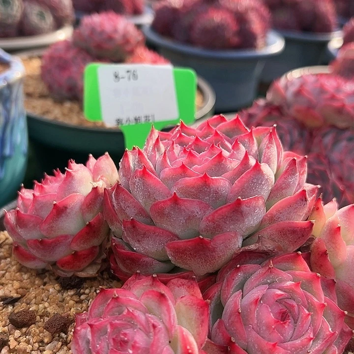 8.76粉水晶带盆一个