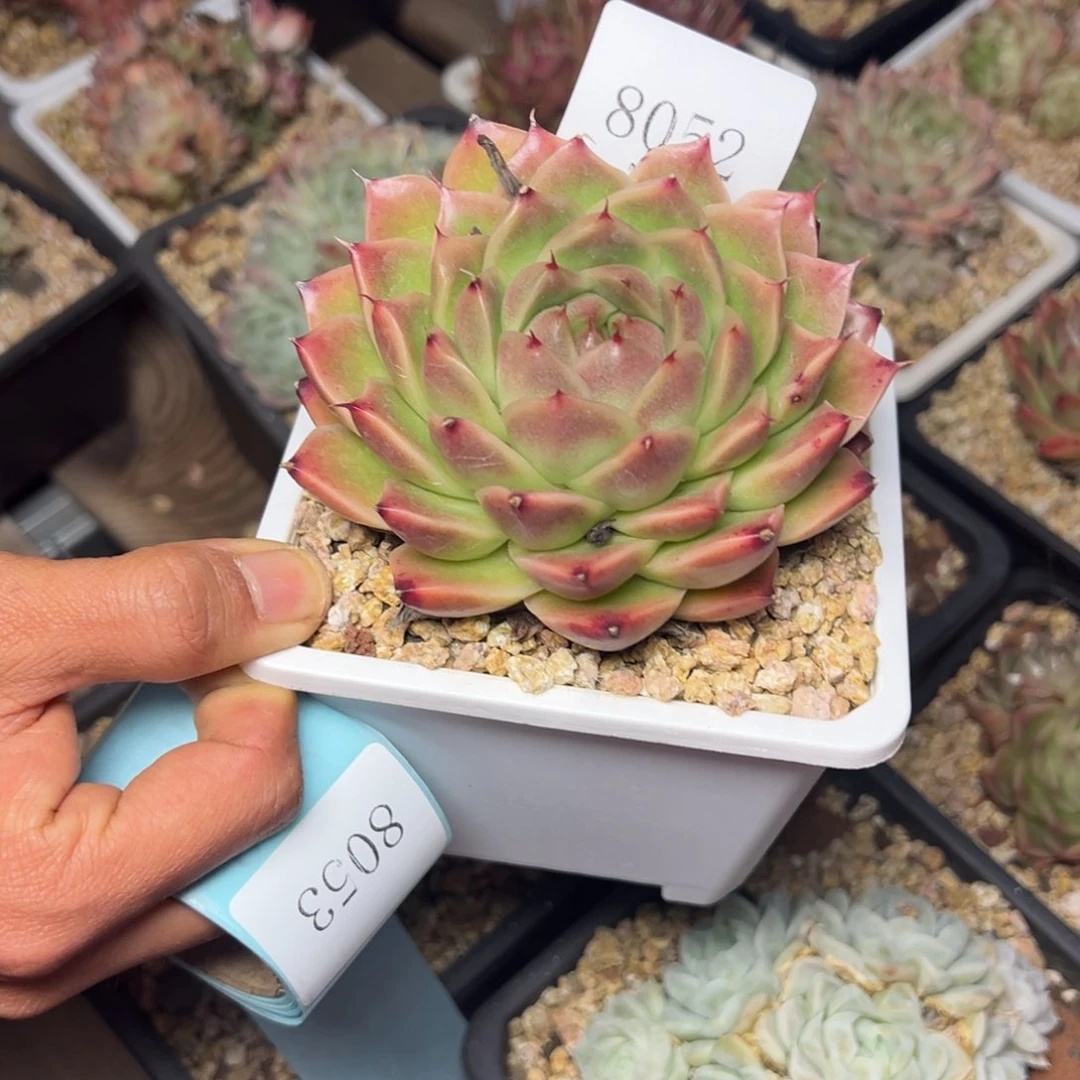 疏**斜8052肉多哦哟肉肉人物