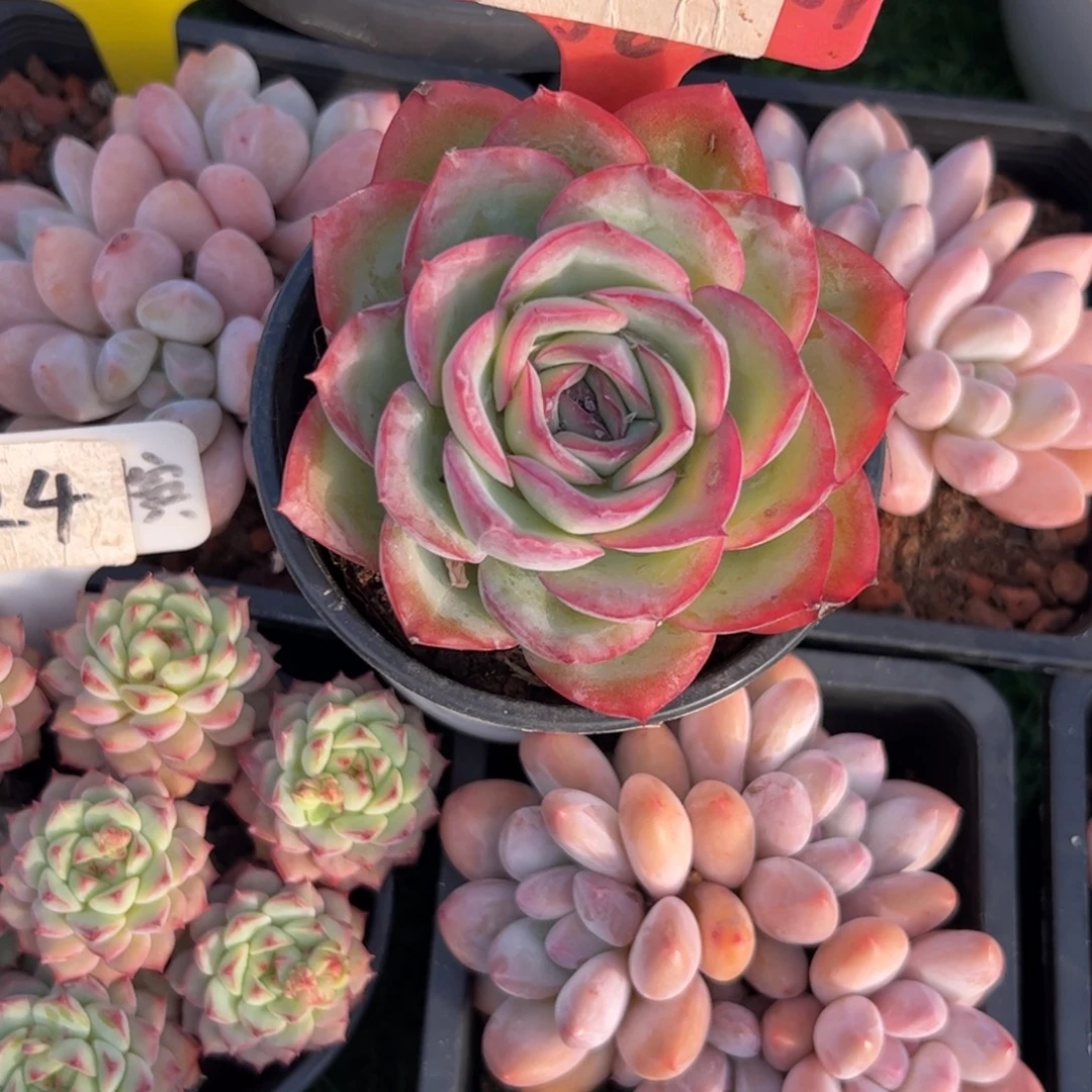 晨露多肉植物保护研究所