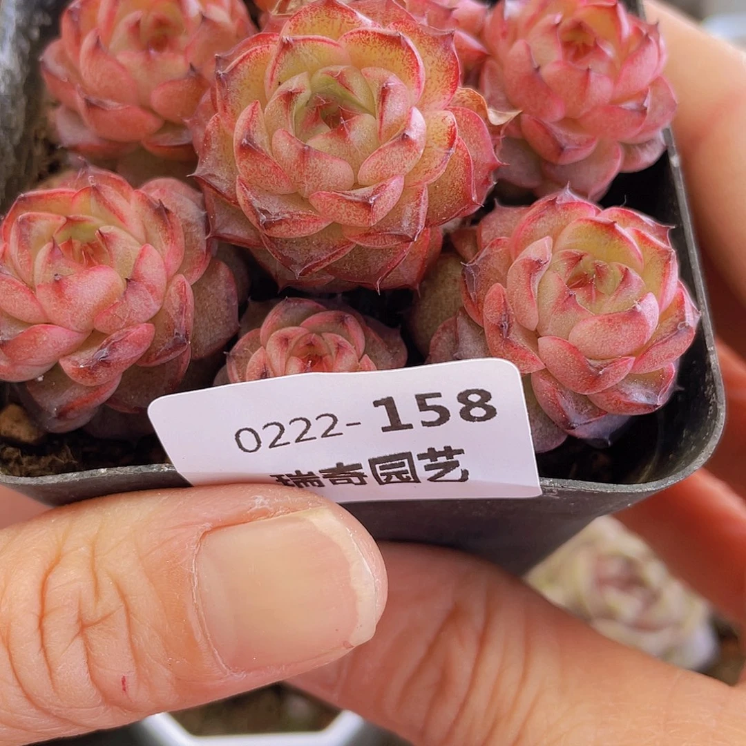 000000000000158量拍