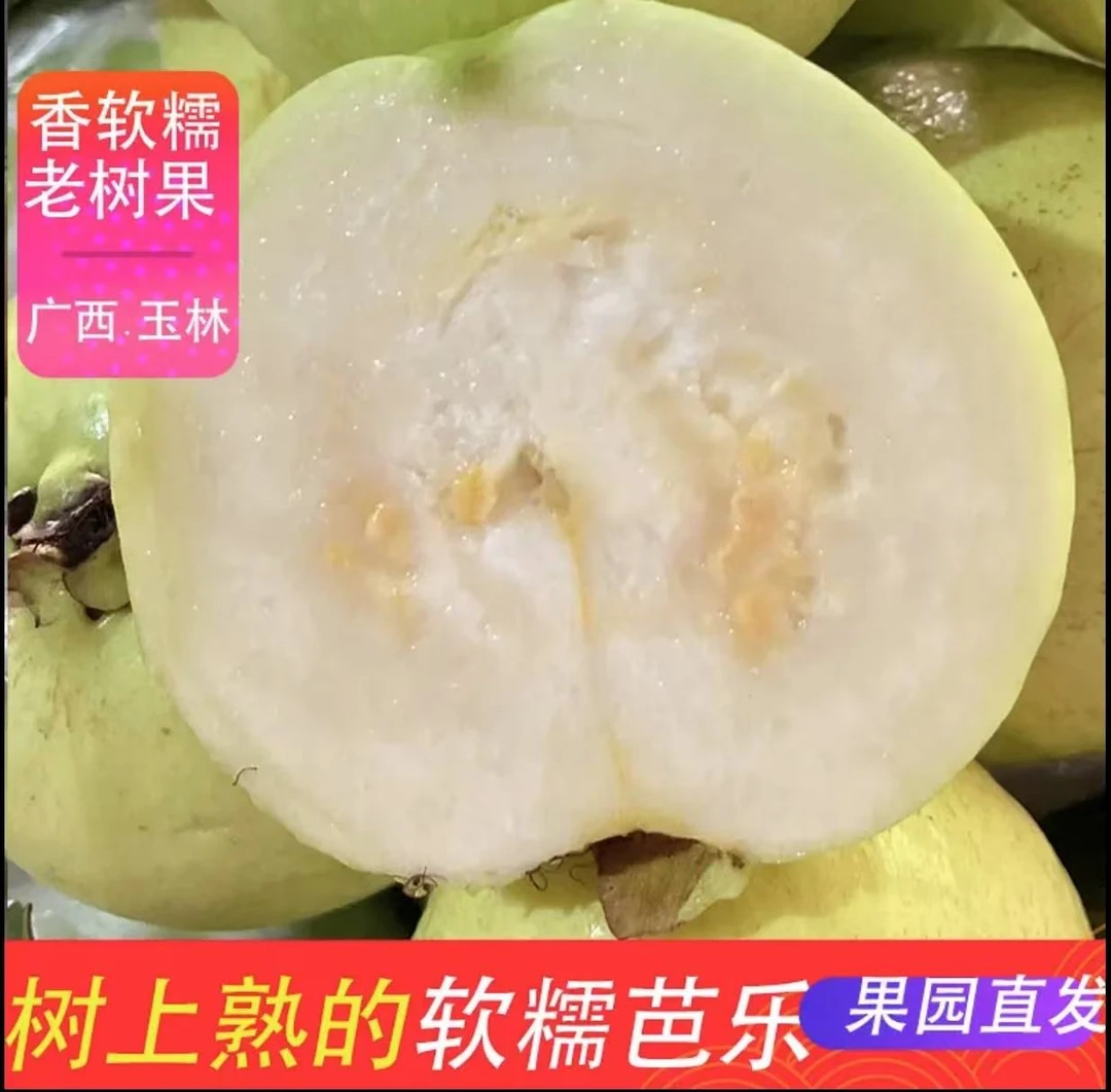 芭乐水果新鲜采摘当天发货低糖低卡低热量芭乐原产地广西玉林