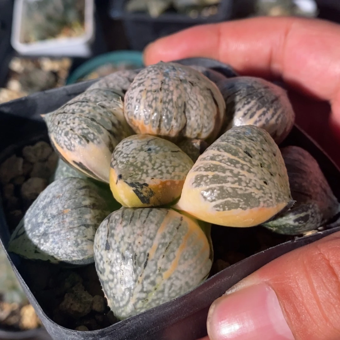 一颗实生丸叶白银锦。
