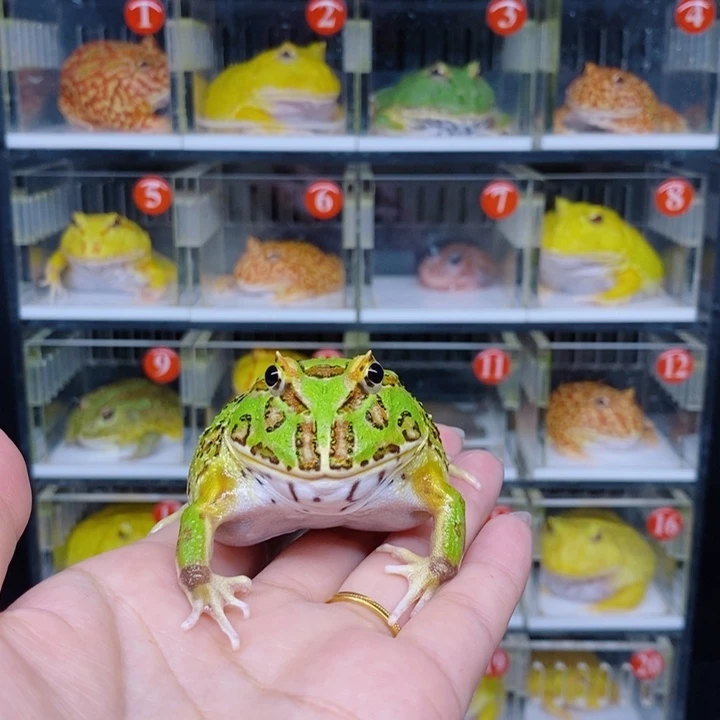 角蛙恭喜发财大吉大利