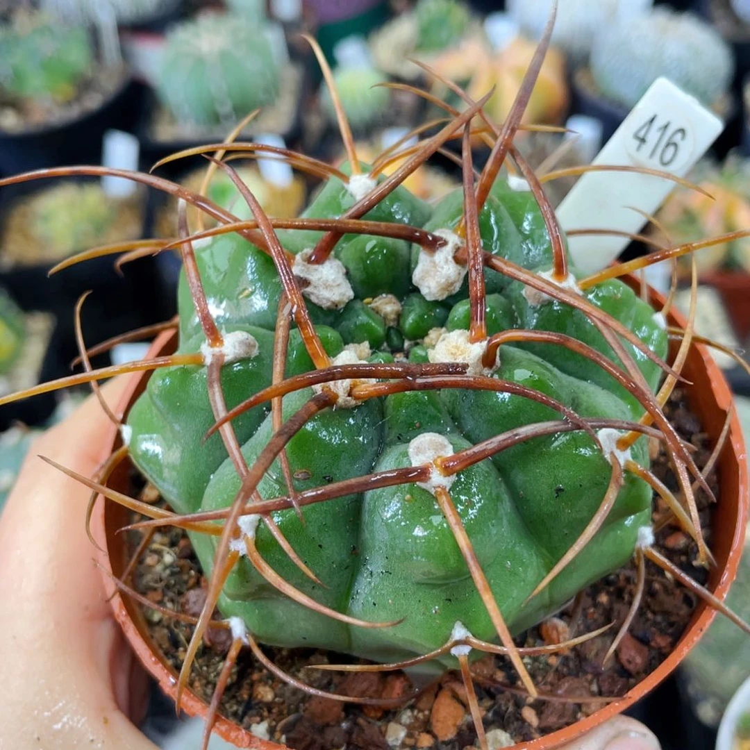 盆5公分满25包邮裸根发货