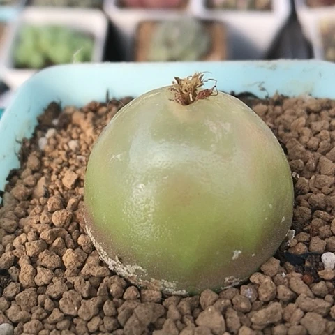 多肉肉锥 3.5Cm 大灯泡