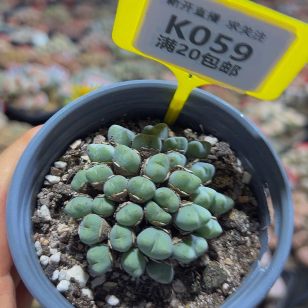 059 生石花大群生一物一拍