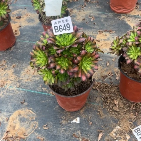 649韶华老桩不包断枝