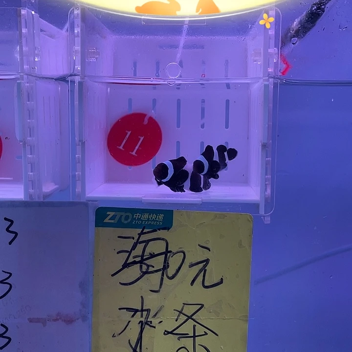 海水鱼精品奥黑小丑鱼