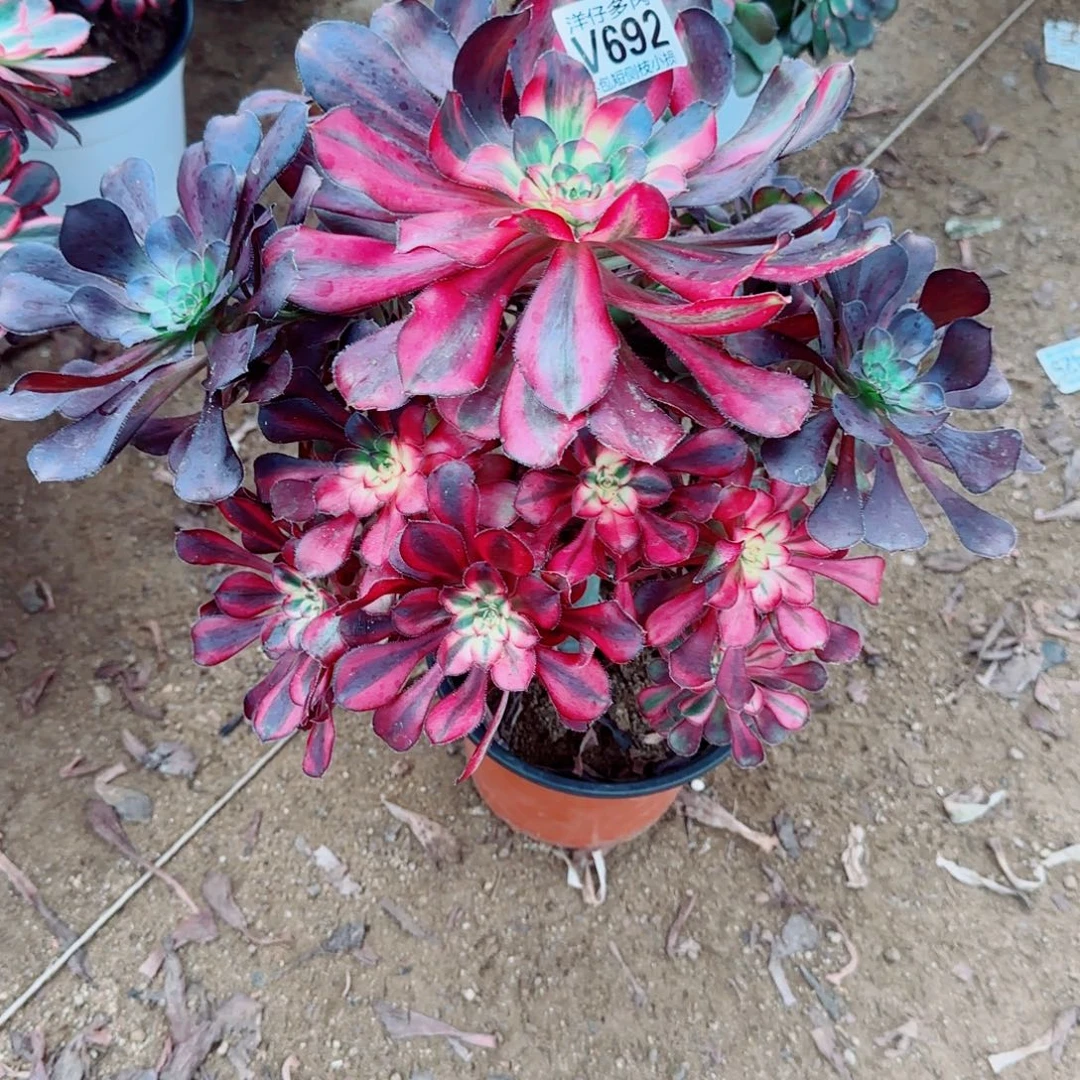 花蝴蝶法师692冠幅28