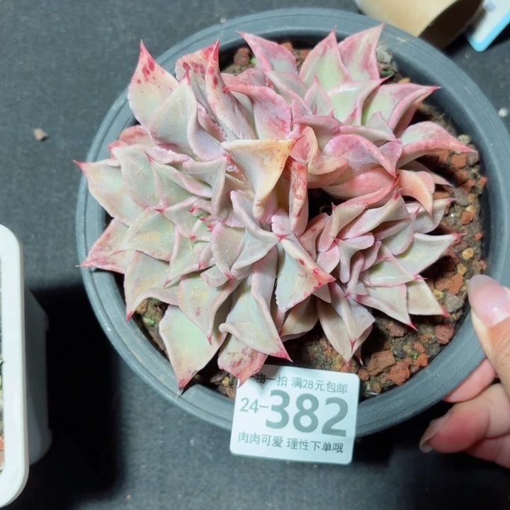 饺子皮无盆土发货无盆土发货