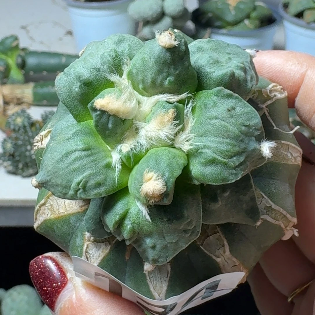 【闪购商品】无花朵凨**夙怒涛124