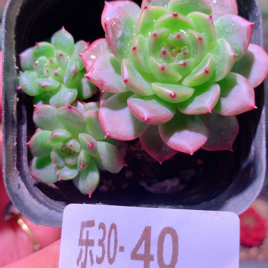 乐然30-40 新品群