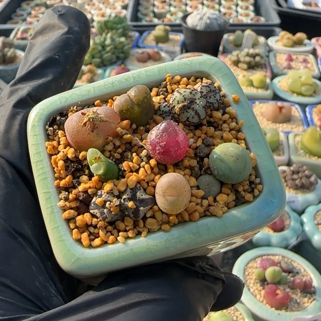 3951 -一物一拍 带盆