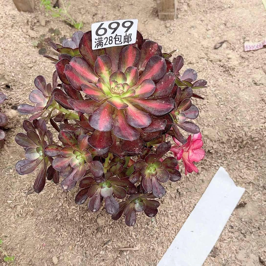 D. 699晚霞多肉1111