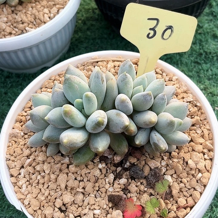 哥特黄胖30号码牌子的