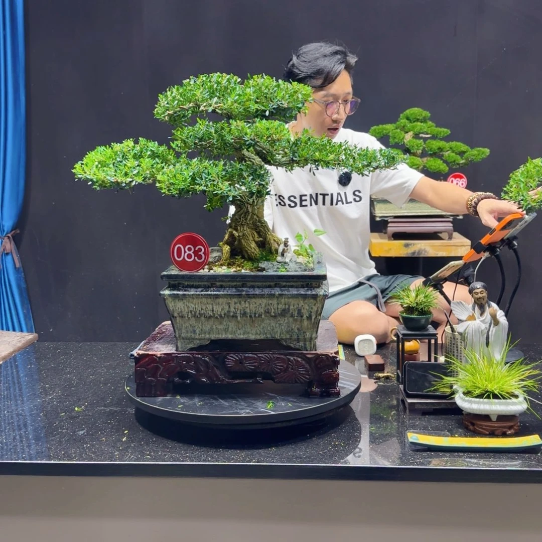 无花朵黄杨室内室外盆景艺术