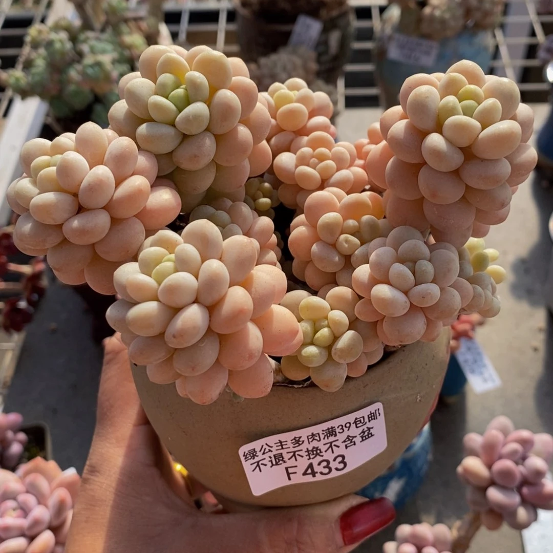 洛可可433/10cm多肉