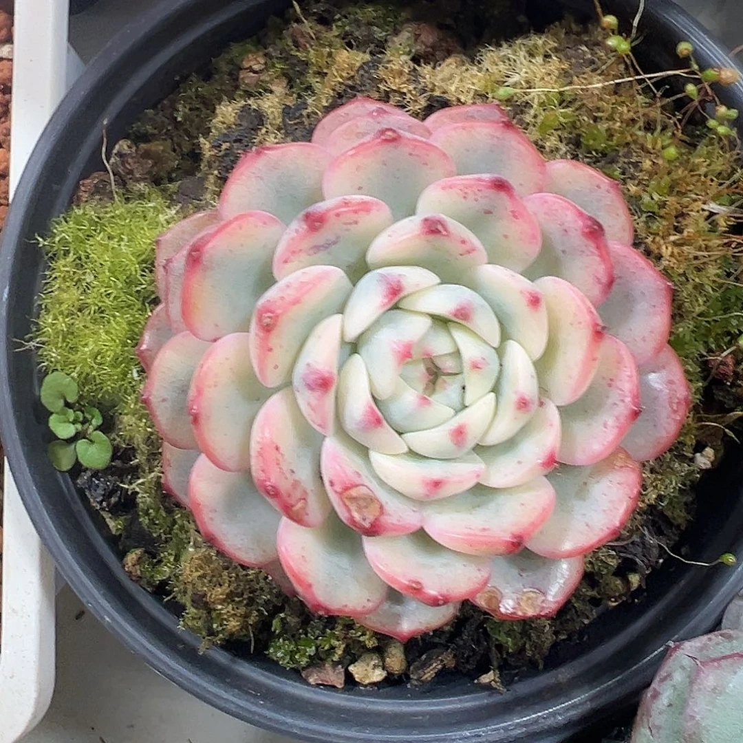 姬莲锦多肉植物锦