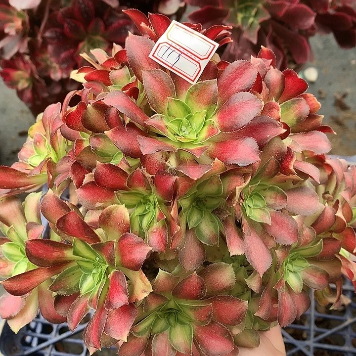 119韶华多肉植物