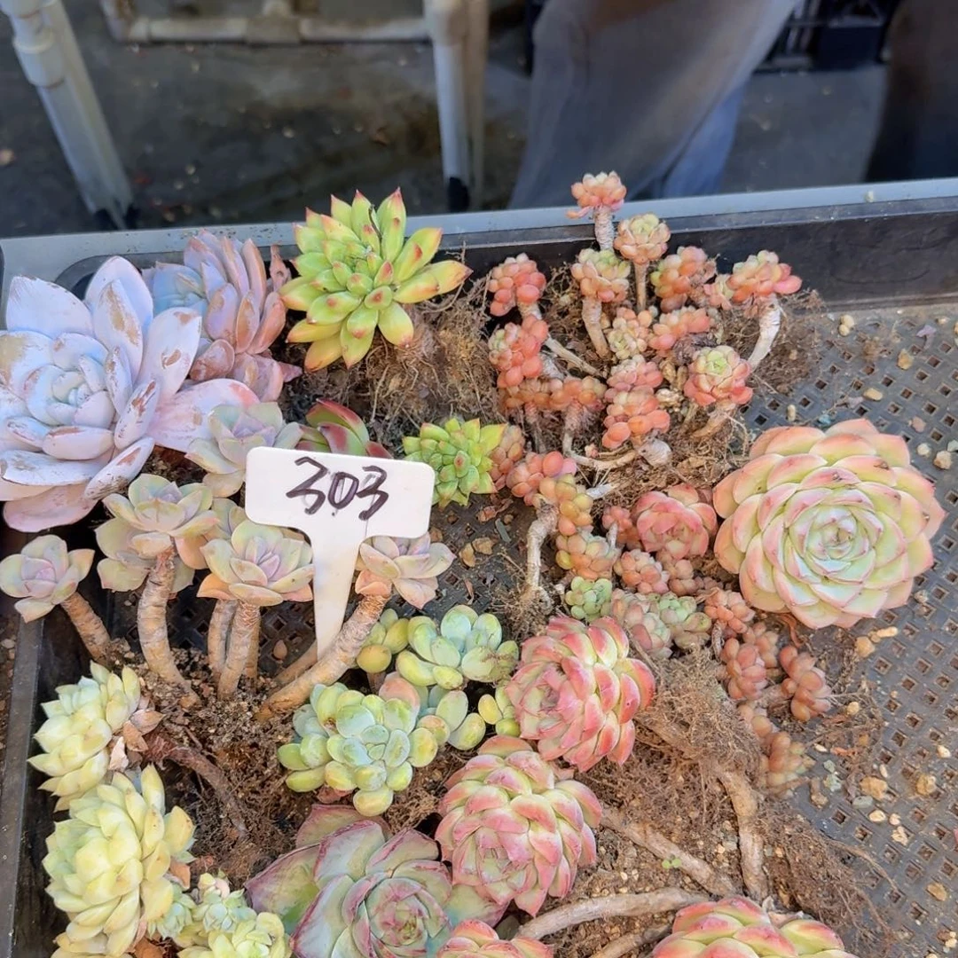 多肉植物和植物等植物为