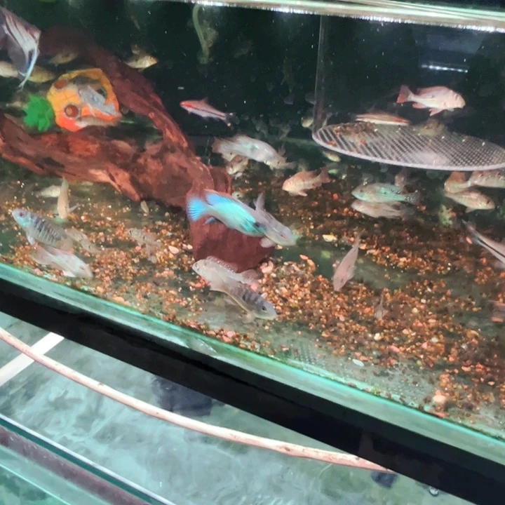 慈鲷行**头红肚凤凰6只