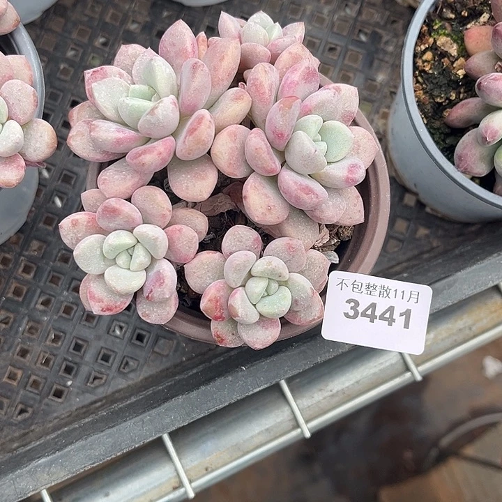 阿雅园艺。        3441花斑鹿