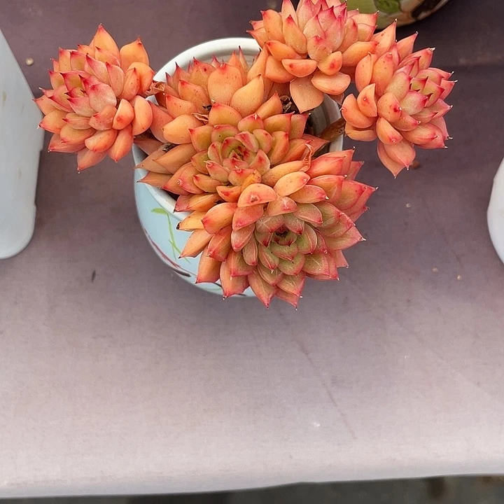 一***心多肉植物多肉植物