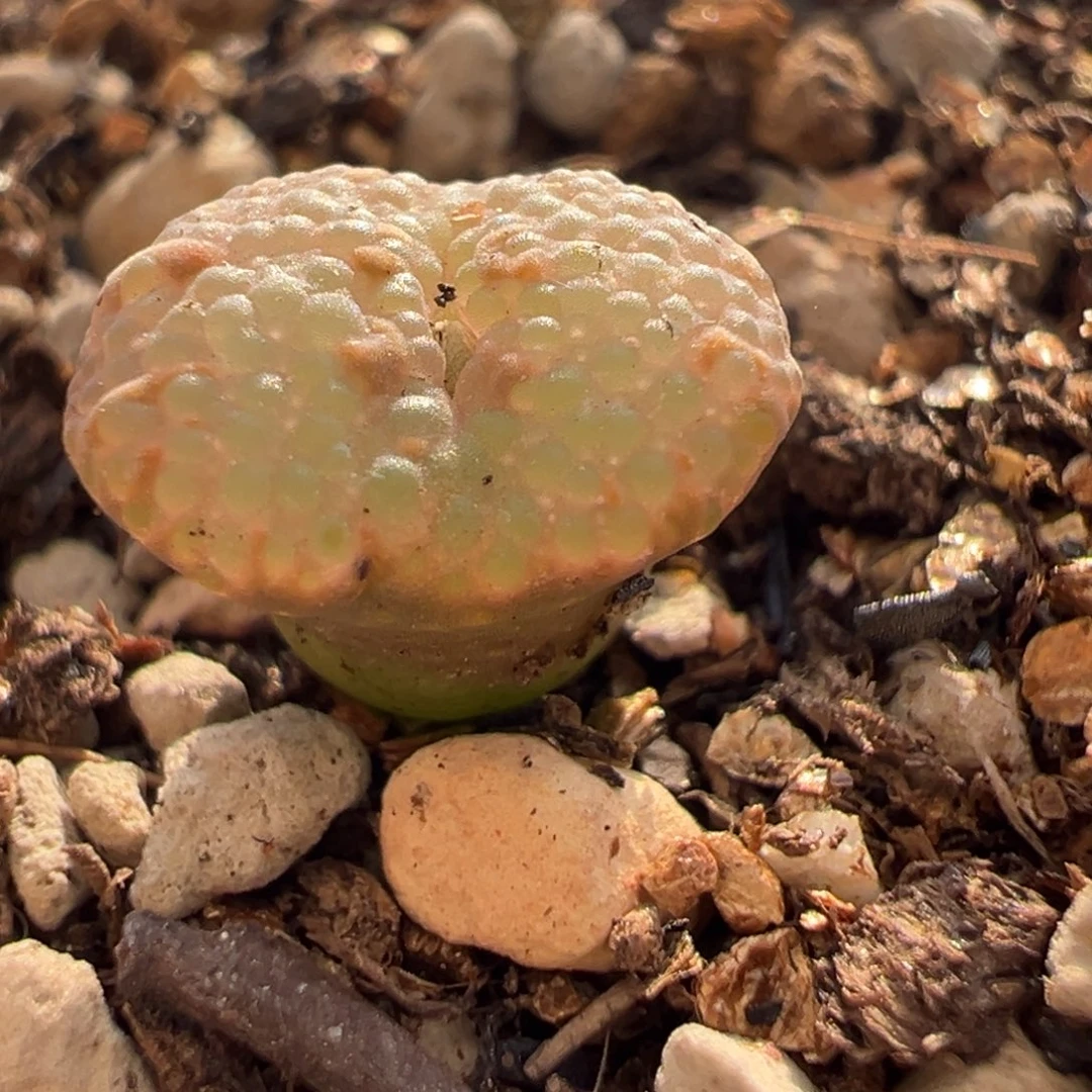 灰***灰全满泡泡多肉植物