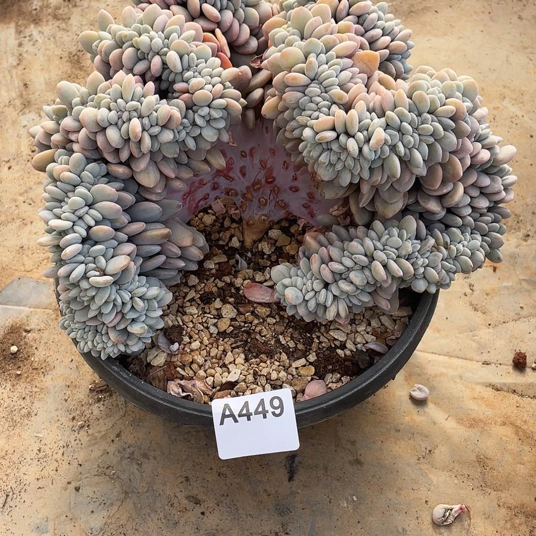 449多肉植物多肉植物