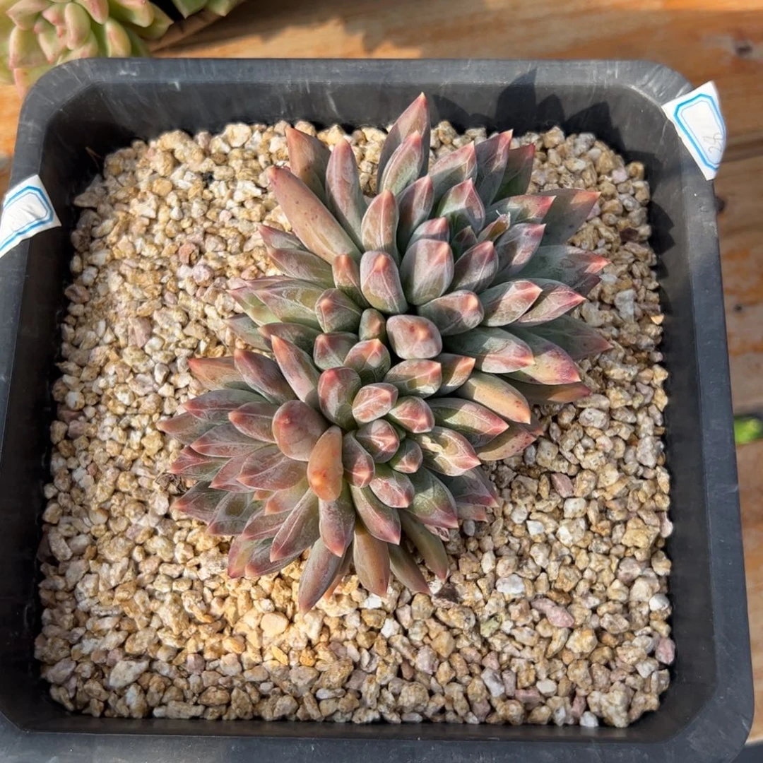 多肉重楼【非偏远地区满18包邮】