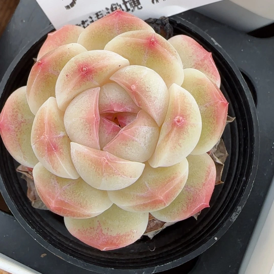 花语逸镜0129-507