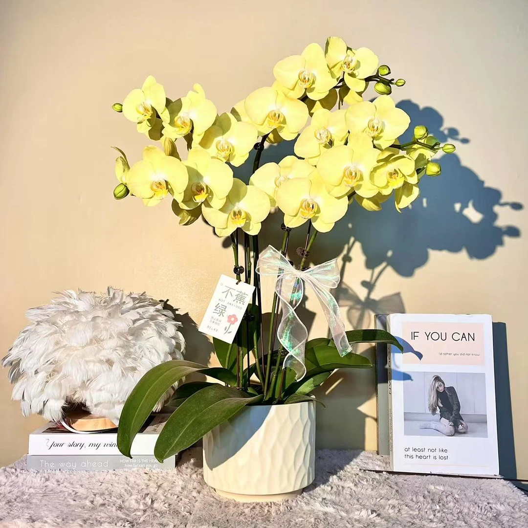 花掌柜  青睐 柠檬黄色蝴蝶兰 室内精品观赏花卉组盆 真花