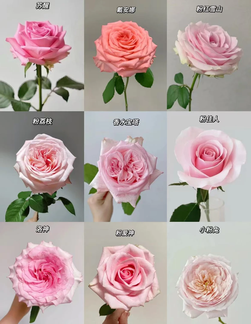 A1【 粉玫瑰 风铃 单头康乃馨 洋甘菊 配草】 基地直发