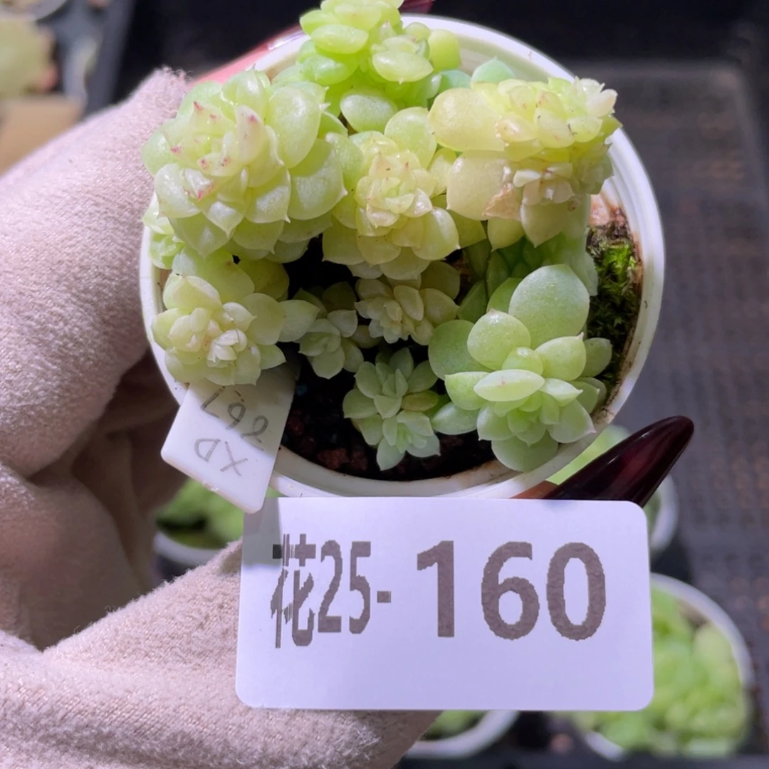 花利美25-160麦秆