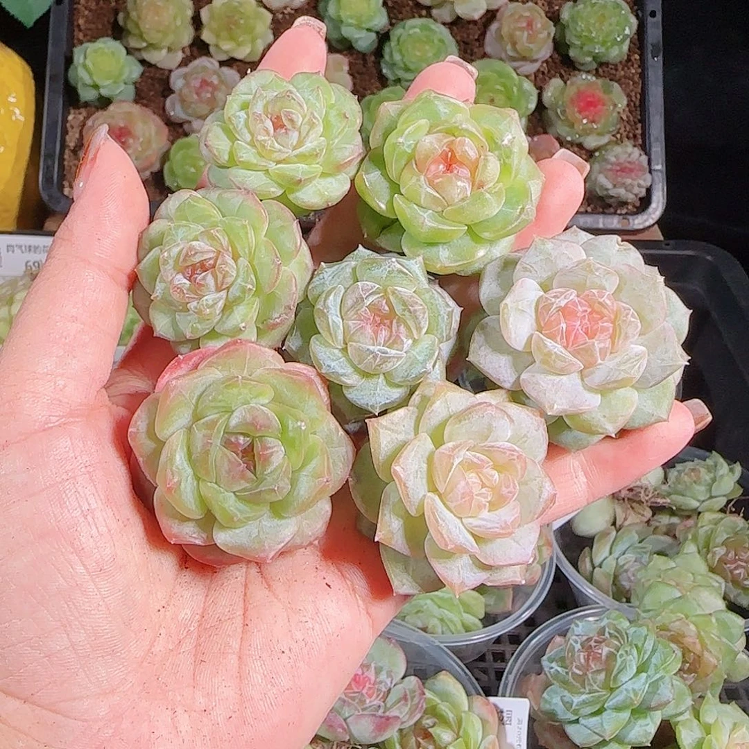1014---82一物一拍