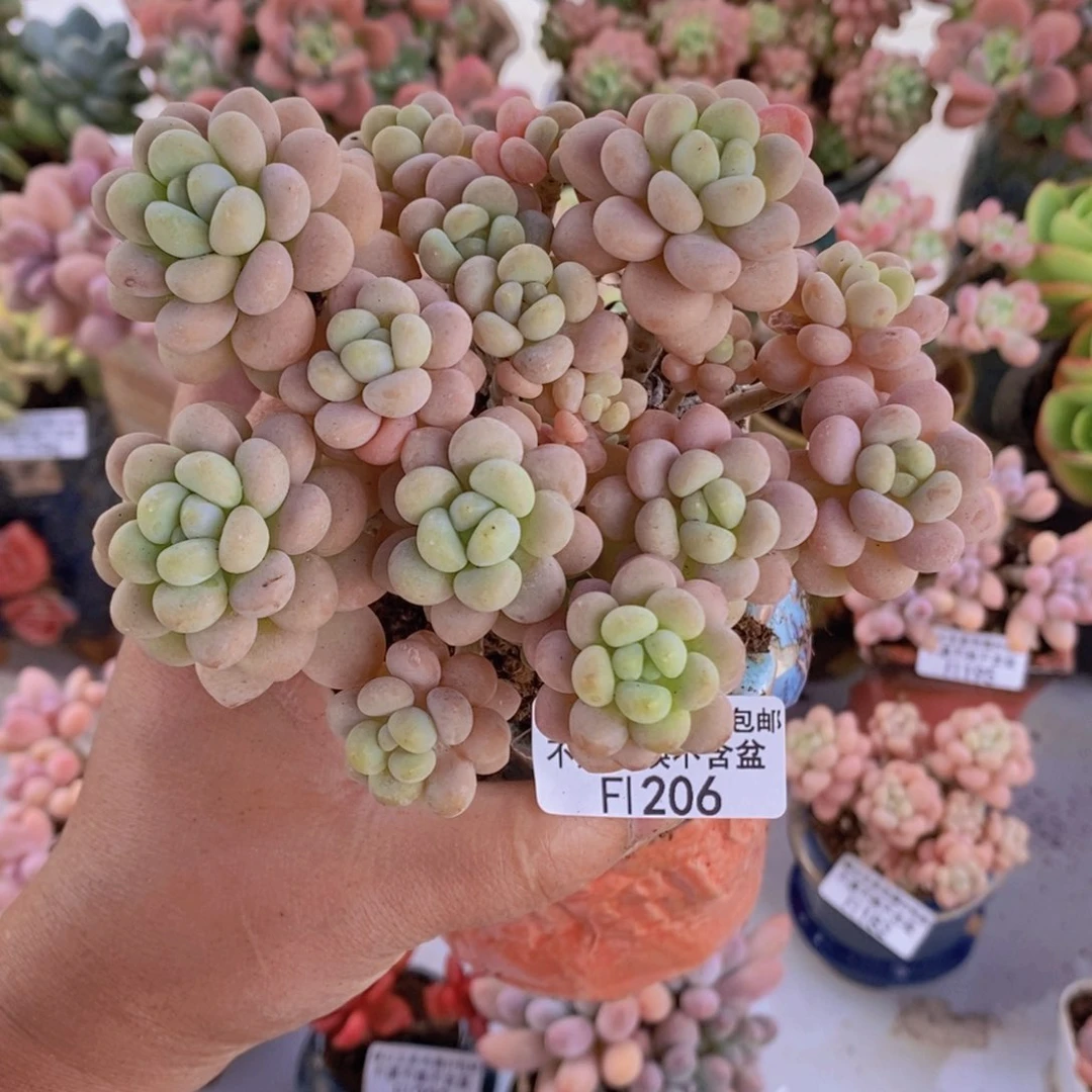 洛可可11cm206多肉植物