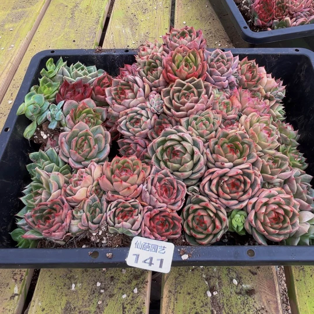 141多肉葡萄干和一个小蛋糕