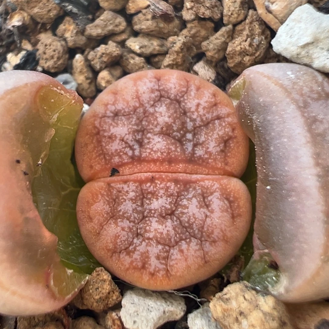 66多肉植物百科植物