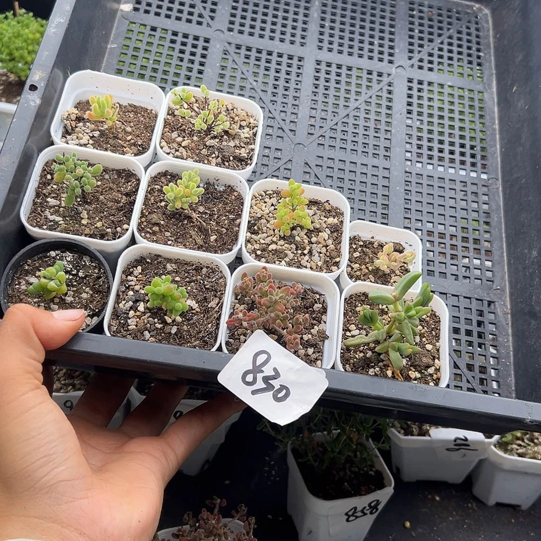 830号10颗迷你6.18多肉