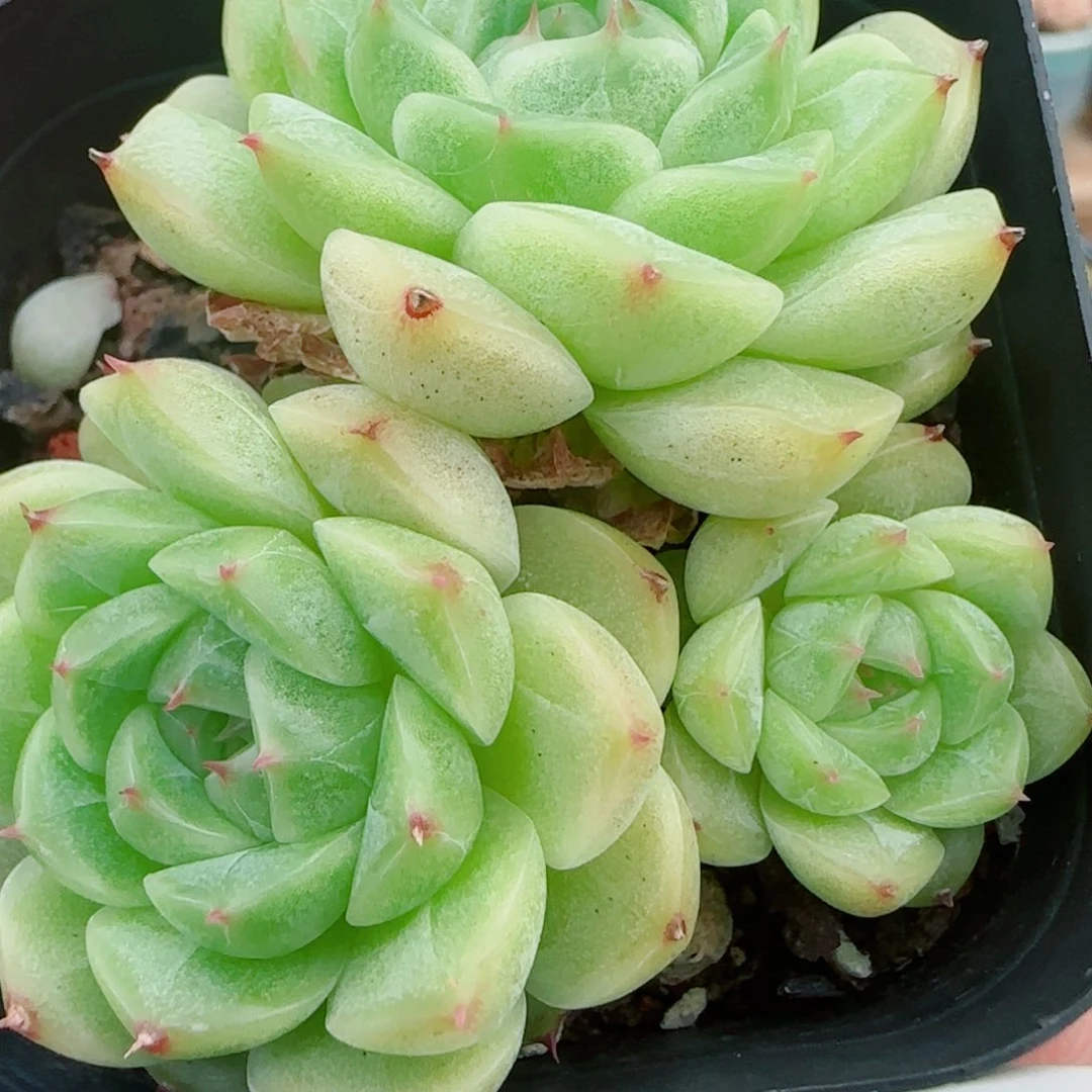 花语逸镜0927-46包子