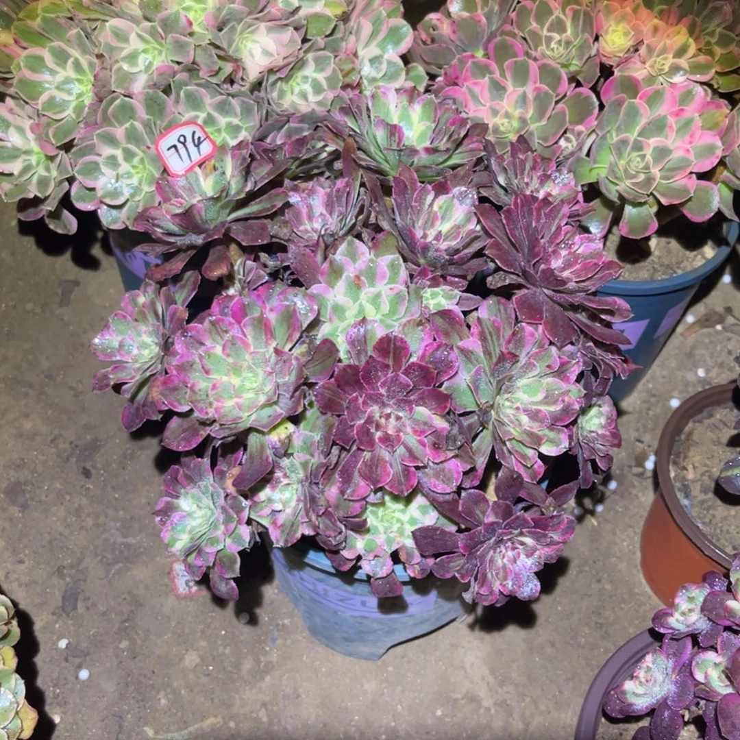 794多肉植物同花顺