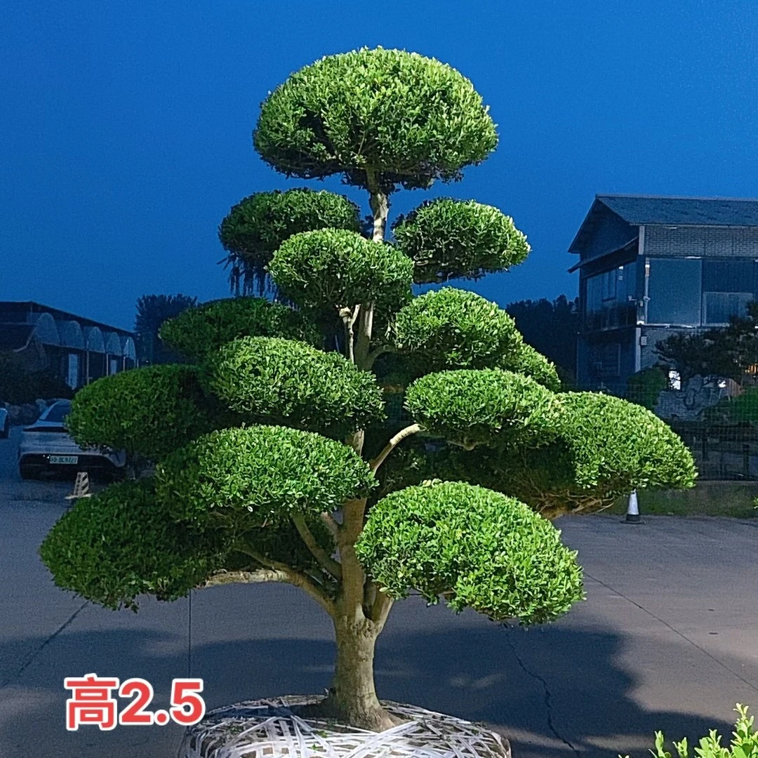 小叶黄杨造型盆景四季常青庭院景观