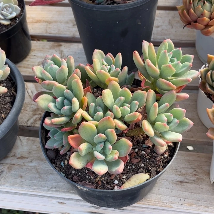 清新美人多肉植物8154