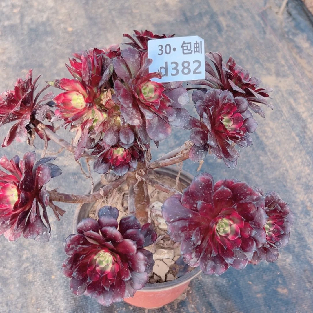 382美姬多肉法师