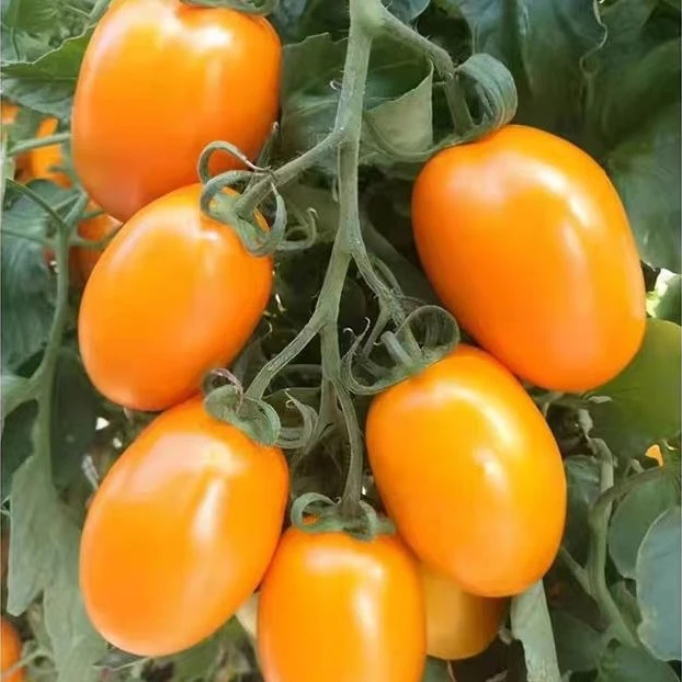 黄罗曼番茄奶香黄罗曼柿子新鲜采摘串枝黄色大番茄沙瓤顺丰包邮串枝番茄辽宁省辽宁省沈阳市