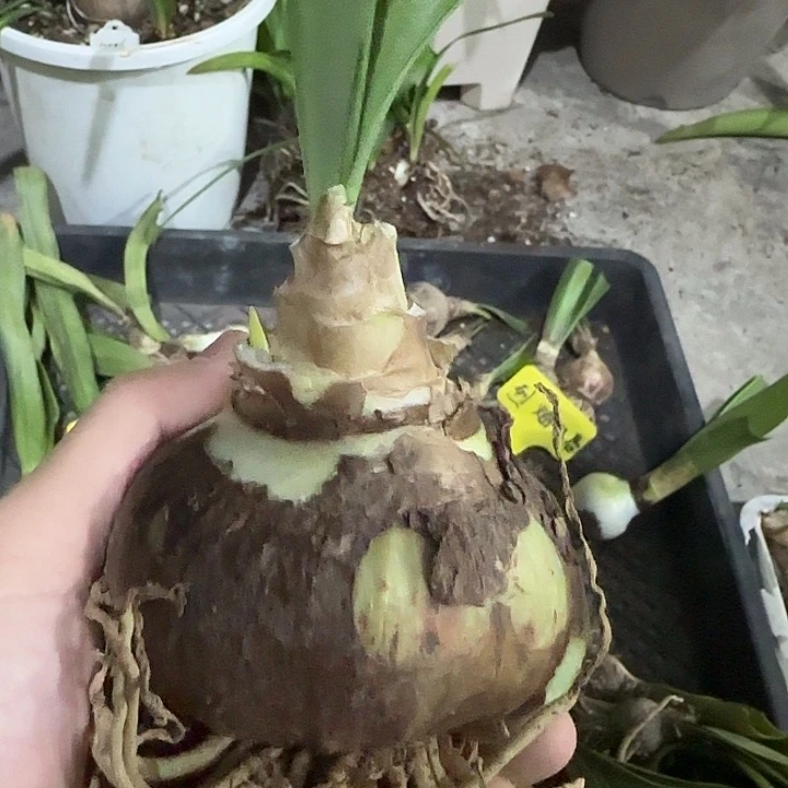 关***路紫罗兰粉黛，裸球发货