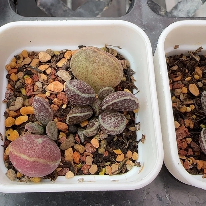 雍***清黑李逵水泡多肉植物